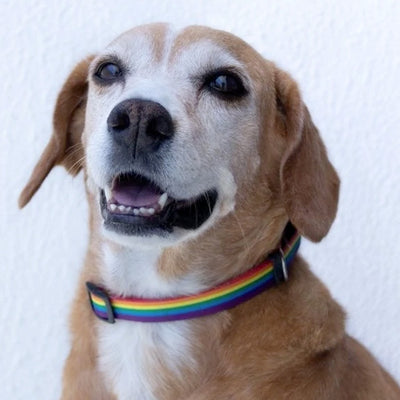 Gay Pride Rainbow Pet (Cat or Dog) Collar (4 Sizes)